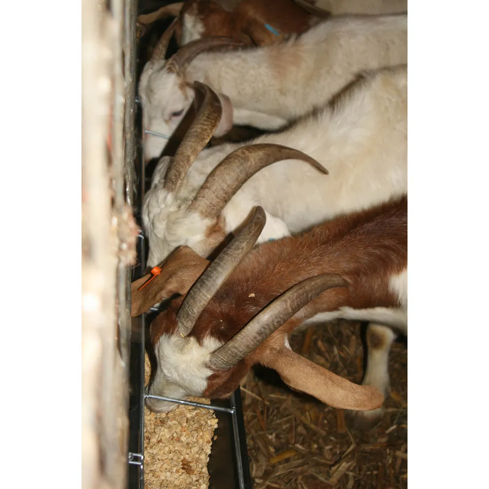 Hook Over Goat Trough - Image 4