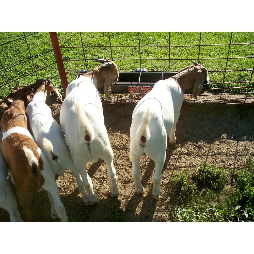 Hook Over Goat Trough - Image 5