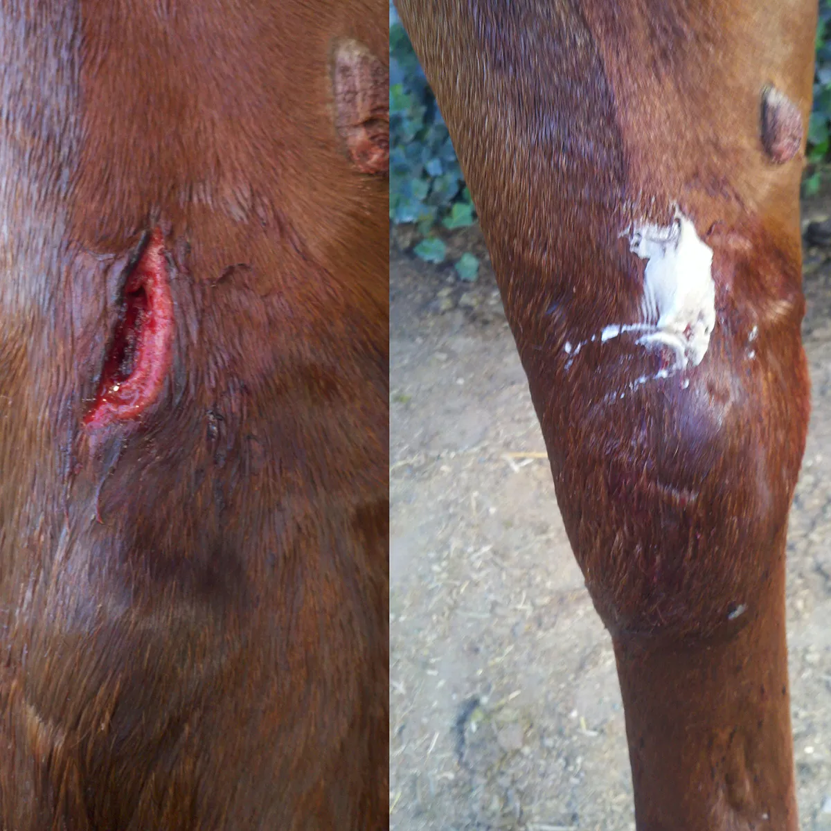 Redmond First Aid For Horses - Image 2